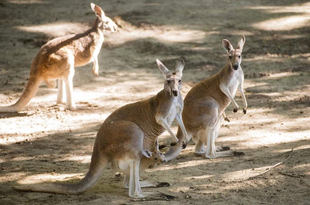 Matan a pedradas a canguro en zoológico de China