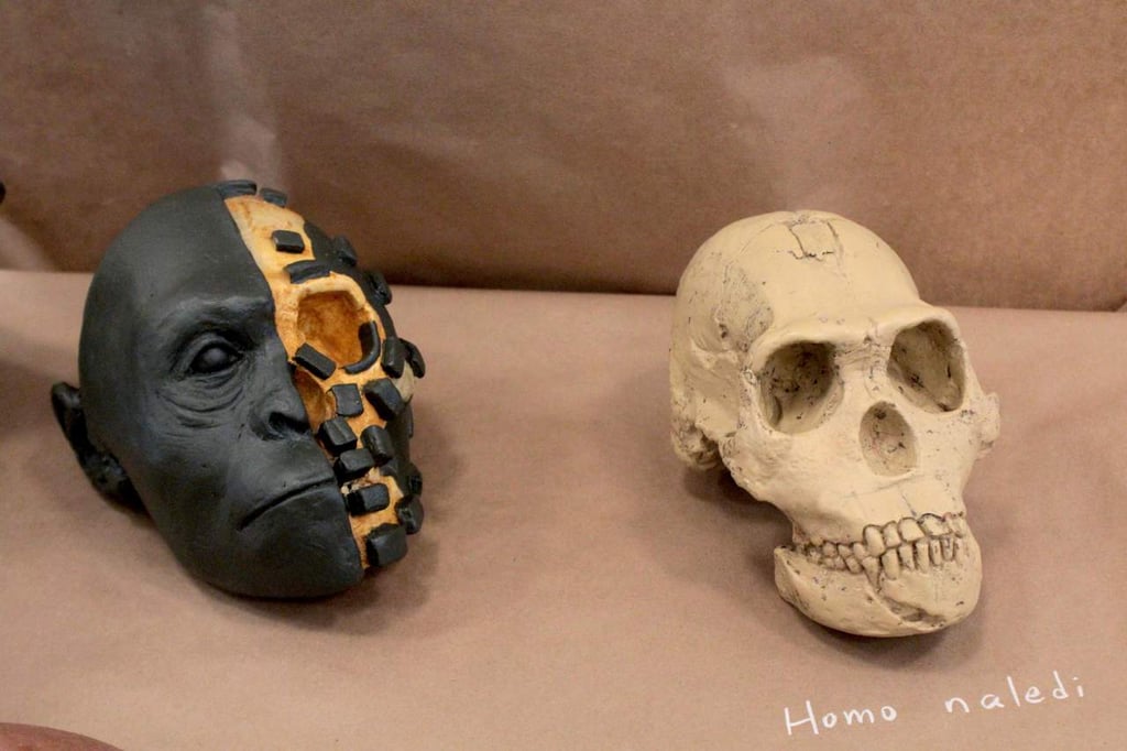 Homo naledi, el misterioso eslabón de la evolución humana