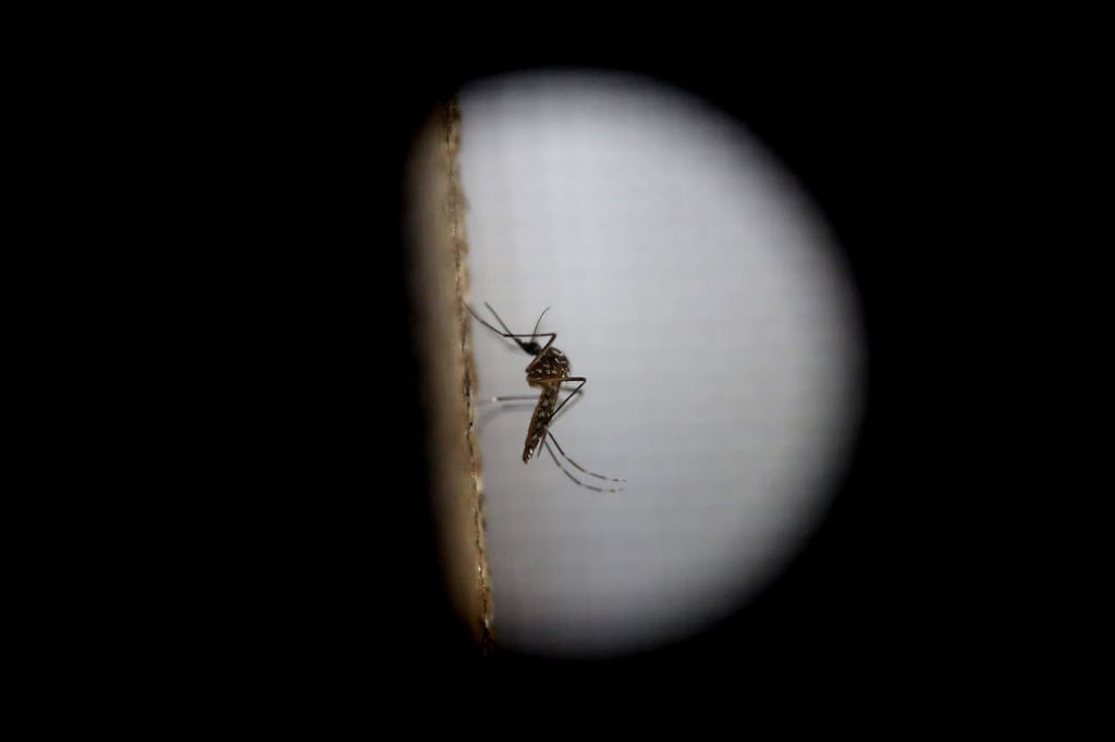 Logran evitar contagio de zika en madres pero no en fetos