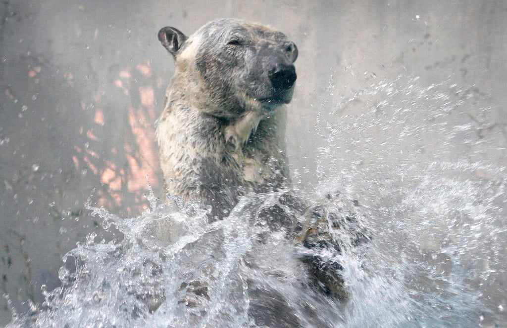 Muere en Singapur primer oso polar nacido en el trópico