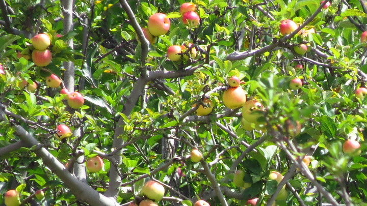 Durango, libre de mosca de la fruta