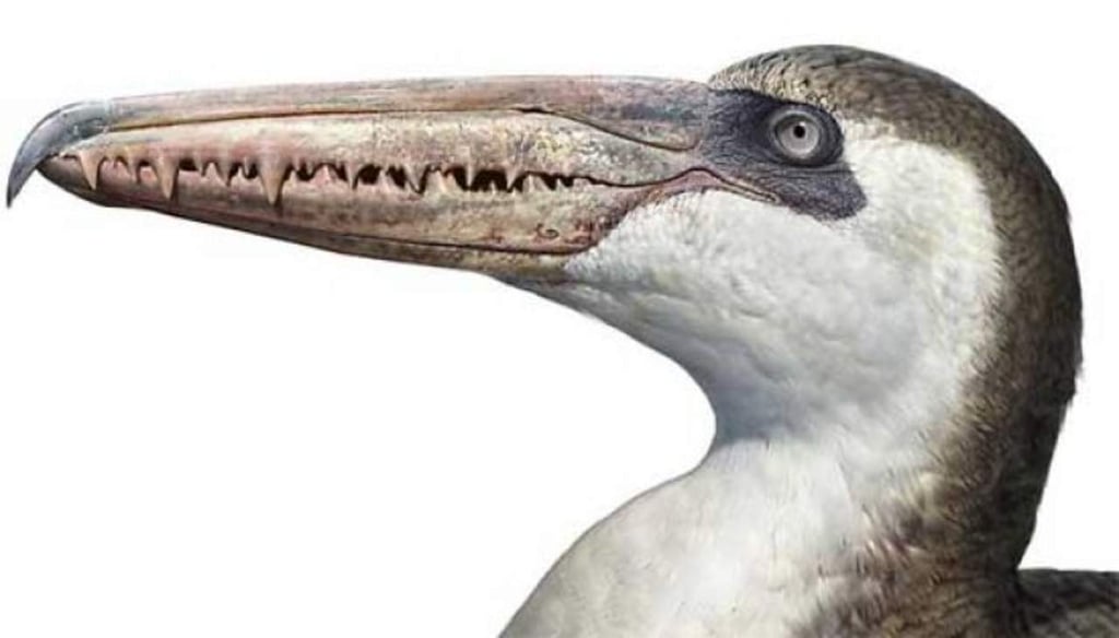 Antiguo pájaro con pico y dientes arroja luz a la evolución de las aves