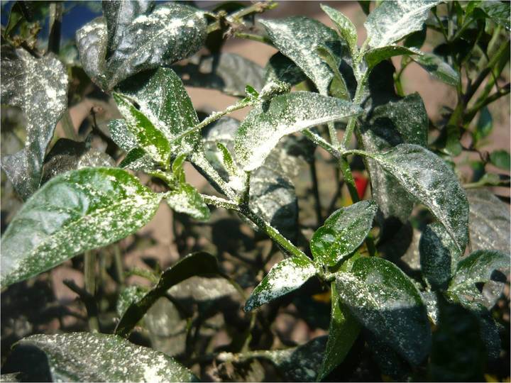 Se agudiza plaga en chile de Poanas