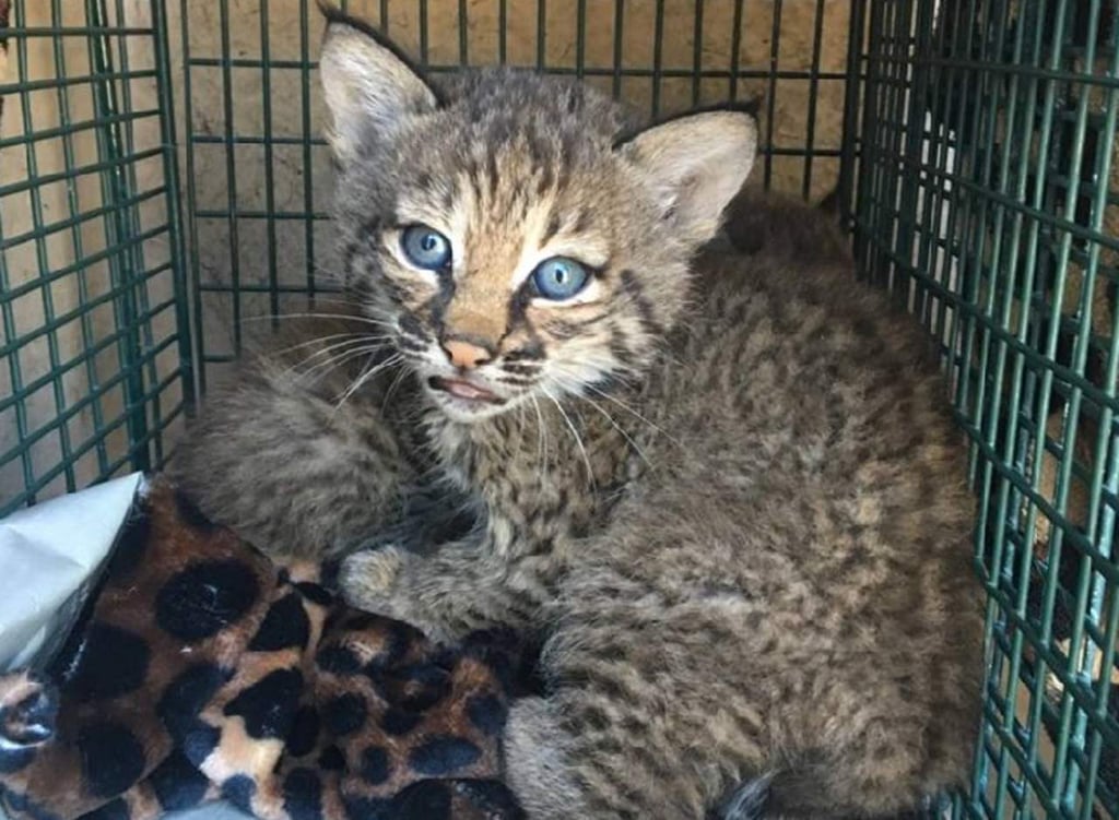 Lleva a casa crías de gato montés creyendo que son mascotas