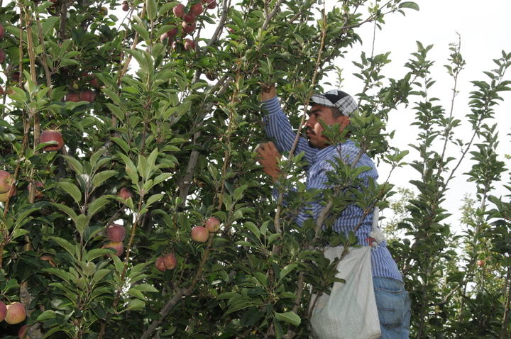 Analizan daño a la manzana