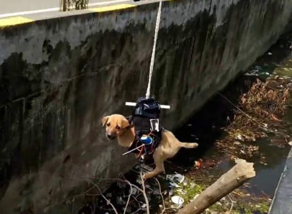 Dron ayuda a rescatar a un perro
