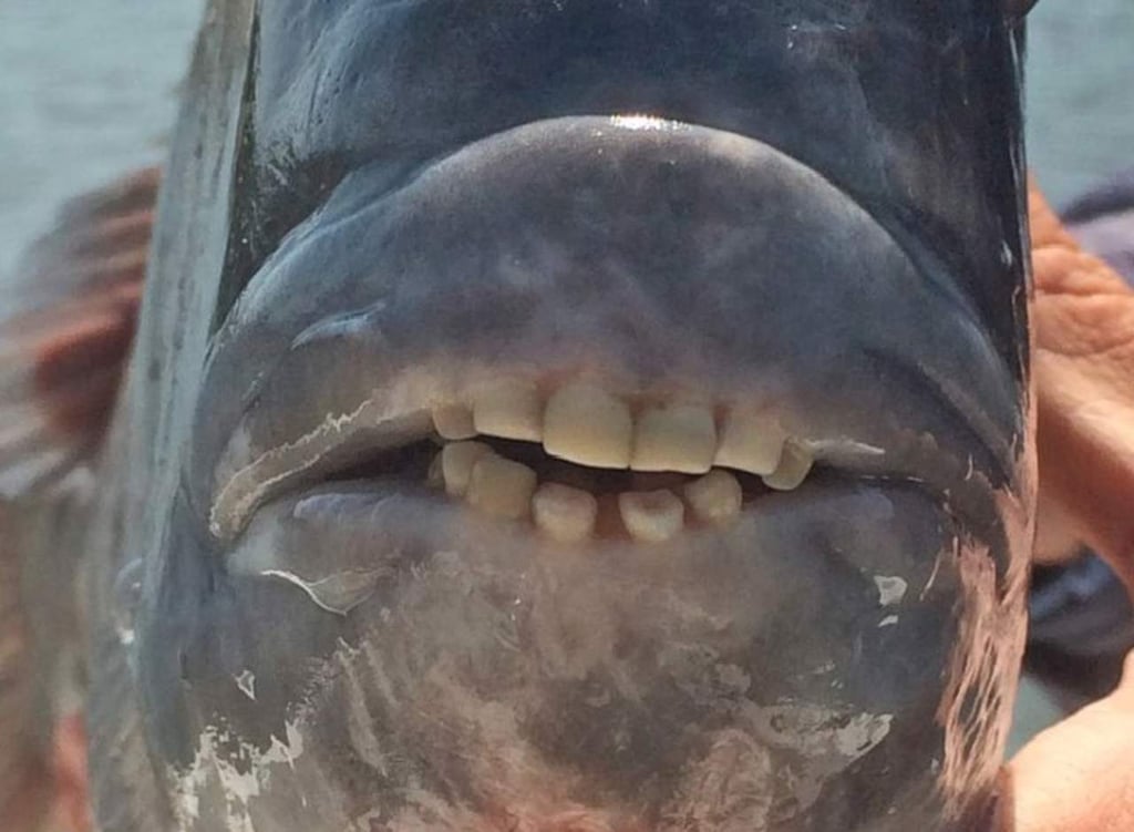 Pez con ‘dientes humanos’ intriga a la red