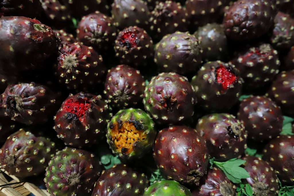 Pitaya, exótico tesoro escarlata de los campos de Jalisco