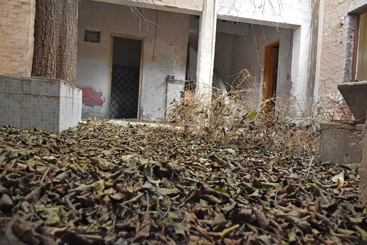 Fauna nociva, un riesgo para la salud