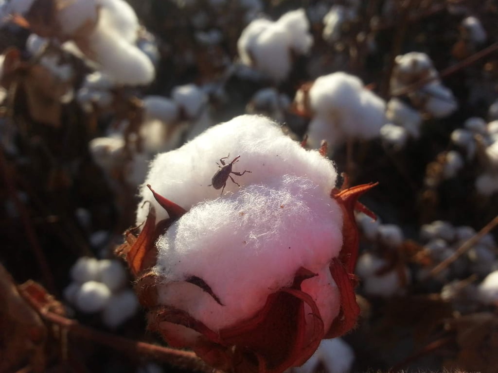 Autoridades buscan erradicar al picudo algodonero
