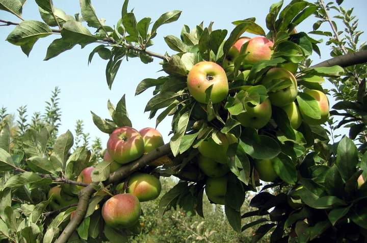 Cinco mil hectáreas de árboles de manzana son viejas