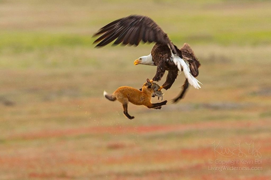 VIRAL: La batalla entre un zorro y un águila por una presa