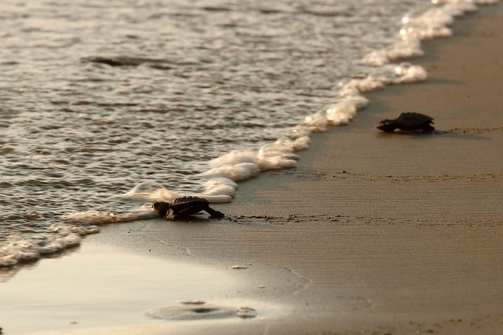 Llegan a México seis de las siete especies de tortugas marinas