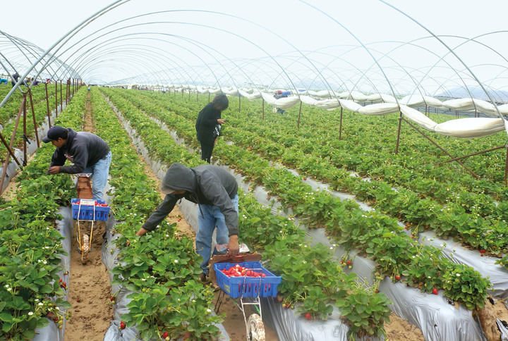 Operan falsos reclutadores para trabajar en EU