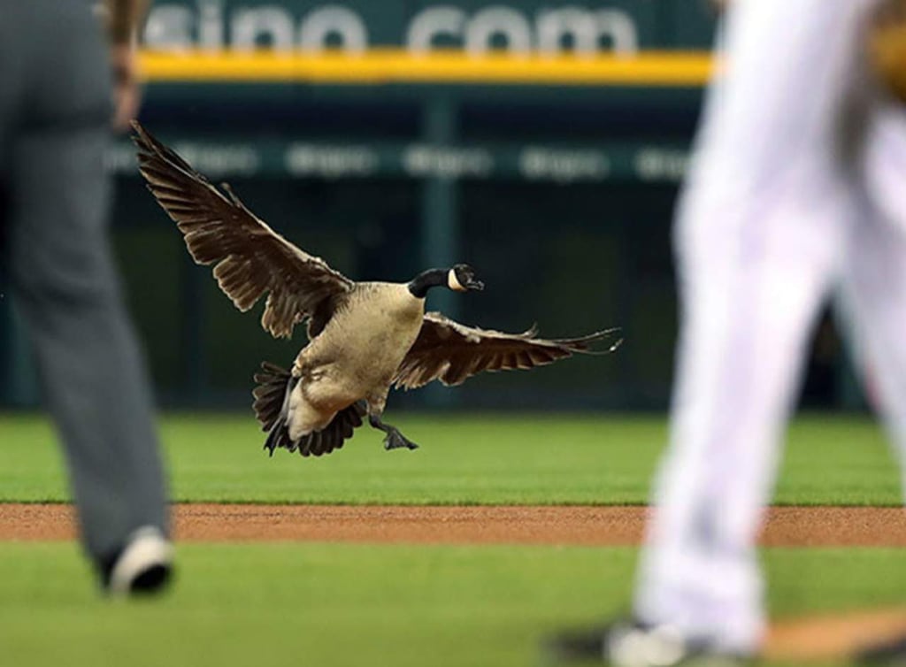 Un ganso interrumpió un partido de béisbol