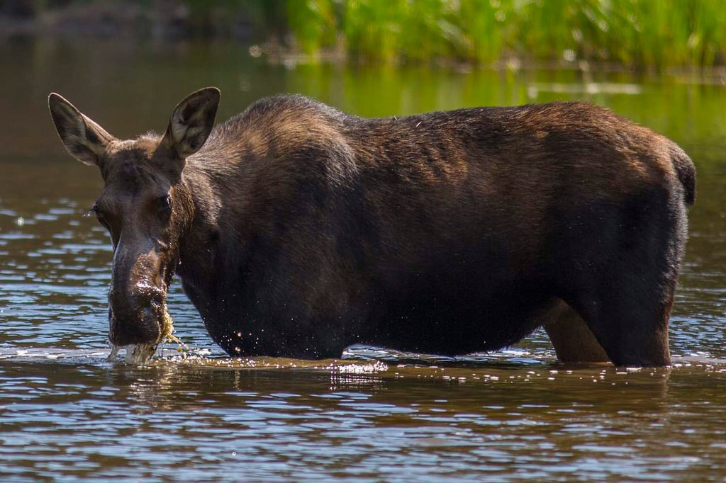 Ataca alce a mujer cerca de hotel de Yellowstone