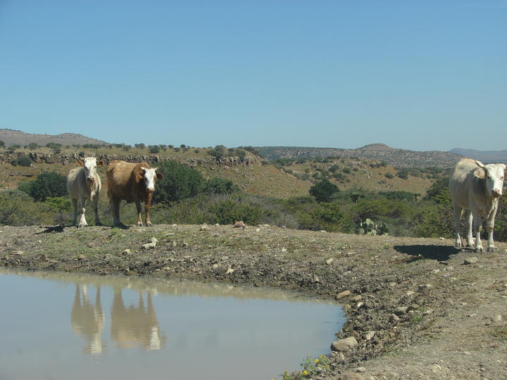 Sin registro de muerte de ganado en Cuencamé