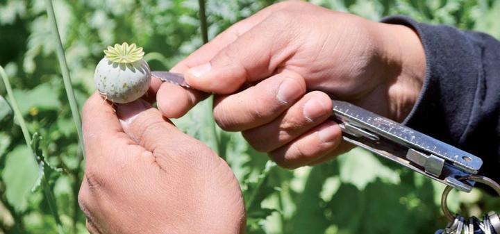 Decomisan goma de opio y marihuana