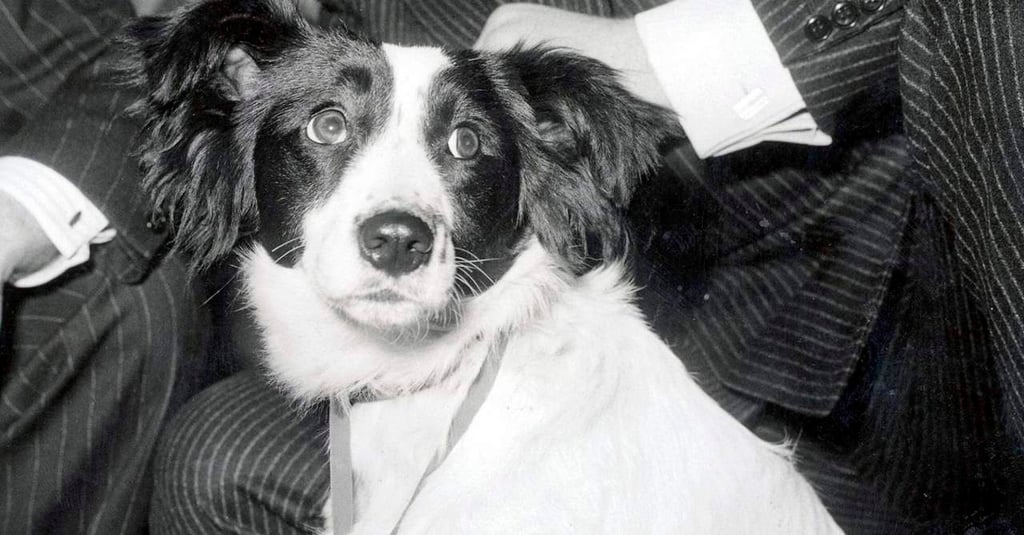 Pickles, el perro que encontró una Copa del Mundo