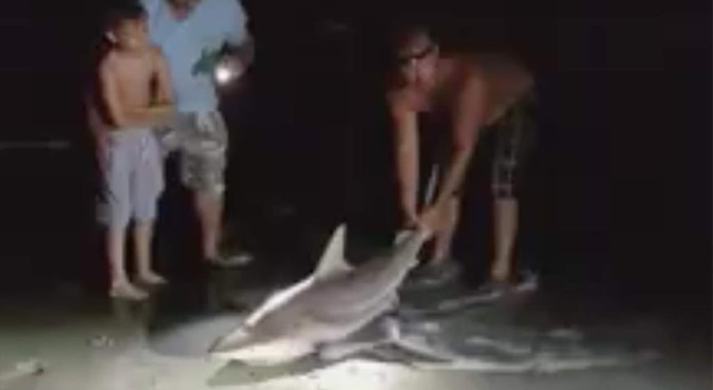 Pescador arriesga su vida para regresar a tiburón al mar
