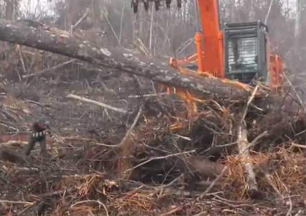 Orangután lucha contra excavadora para proteger su hábitat