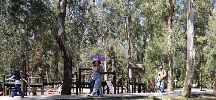 Avizoran sustitución de eucaliptos en parques