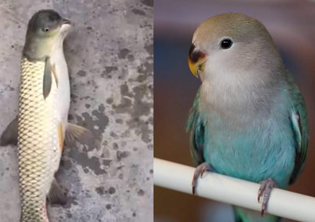 VIRAL: Descubren extraño pez con cabeza de pájaro