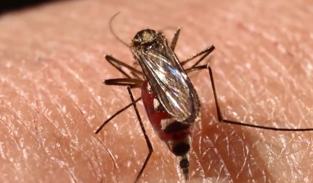 Identifican estructuras celulares alteradas por virus del dengue