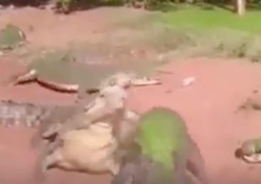 VIDEO: Alimentaba cocodrilos cuando uno devoró el brazo de otro