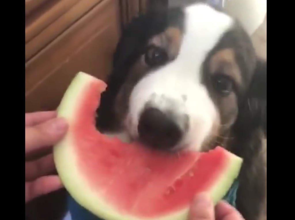 Este perro encanta con su forma de comer sandía