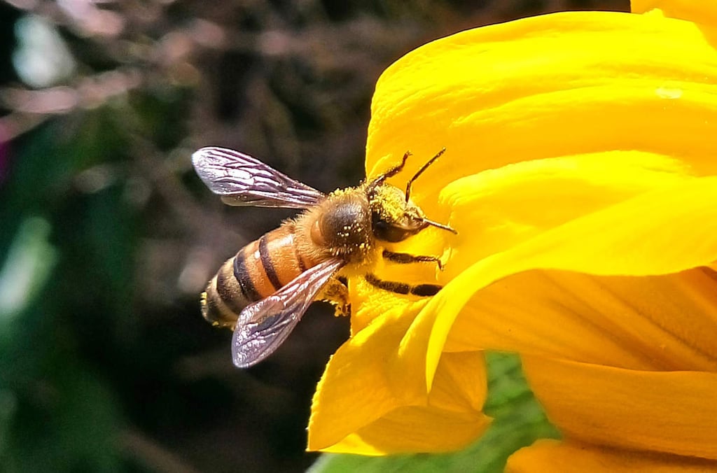 Las abejas identifican diferentes flores por patrones de olor