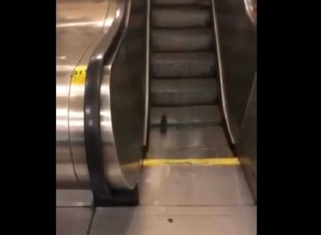 Odisea de una rata intentando subir escaleras eléctricas