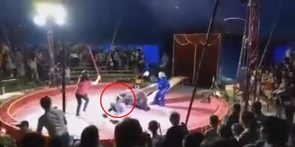 VIDEO: Oso ataca a empleado de circo en pleno show