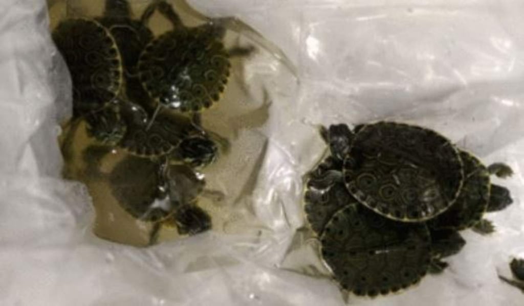 Rescatan 20 tortugas en empresa de paquetería en Chihuahua