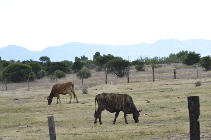 Preocupa la muerte de ganado en Tepehuanes