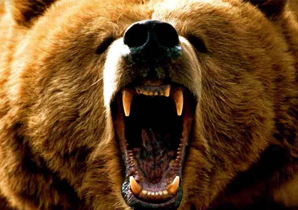 VIDEO: Oso queda atrapado al interior de vehículo