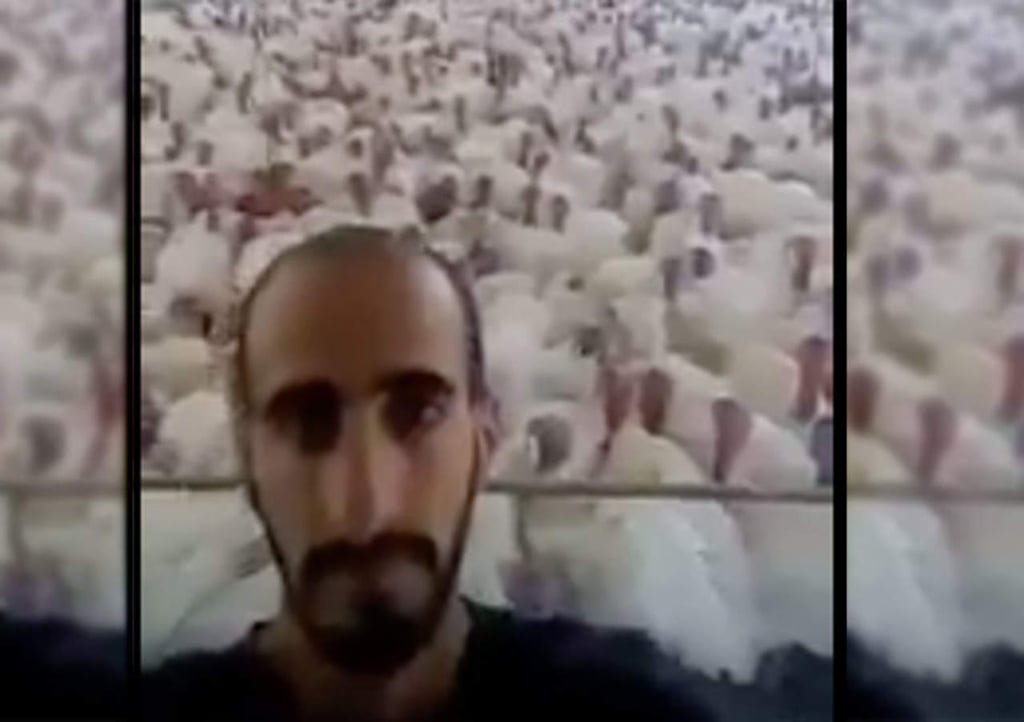 VIRAL: Le habla a los pavos y ellos le contestan
