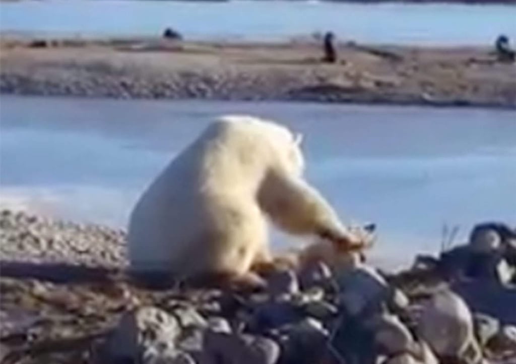 Oso polar acariciando a husky enamora a la red