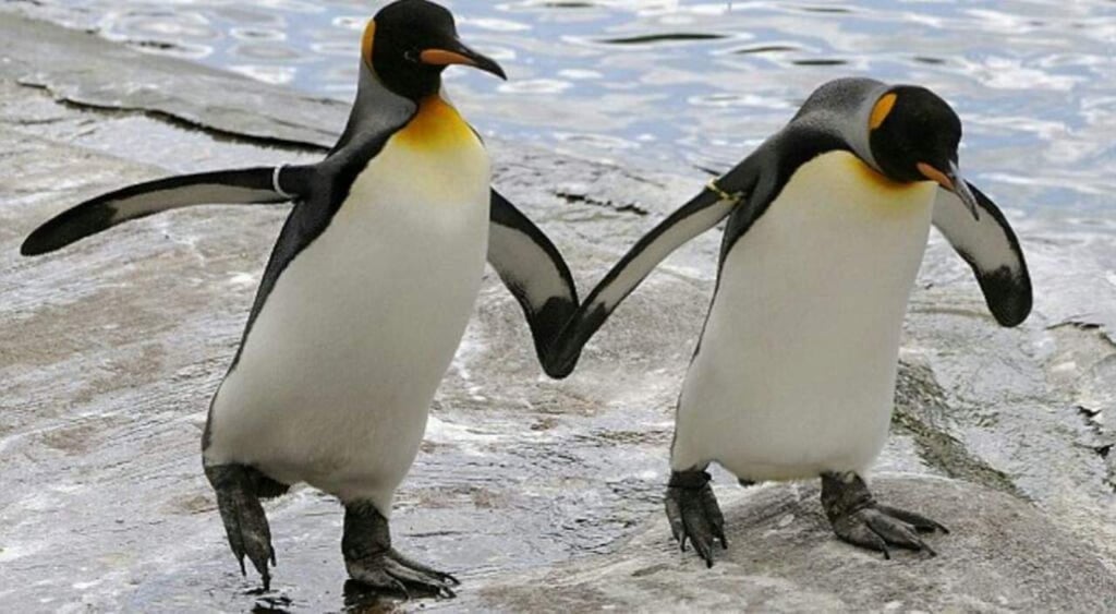 VIDEO: Pareja de pingüinos enamorados se hace viral