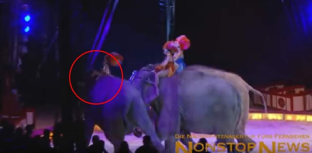 VIDEO: Elefante cae sobre el público durante espectáculo