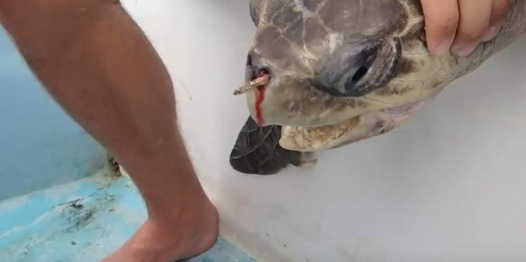 La historia de la tortuga que sufrió por un popote