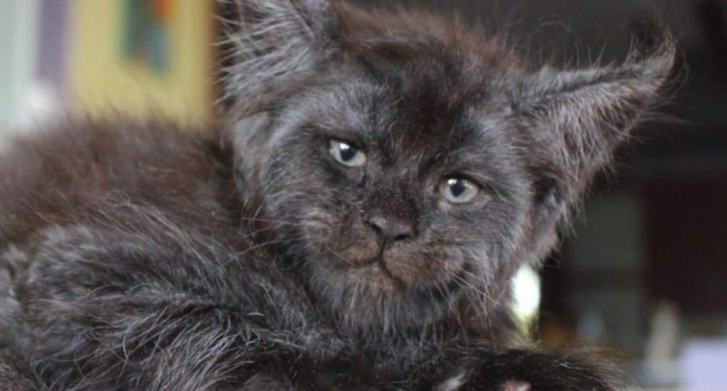 Gato con 'rostro humano' la nueva sensación viral