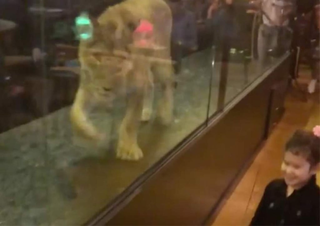 Cafetería exhibe a leona viva en pasillo de cristal