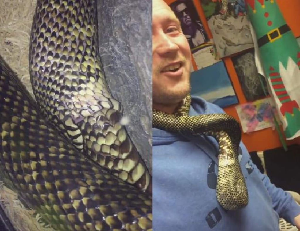 VIRAL: Serpiente intenta 'comerse a sí misma'
