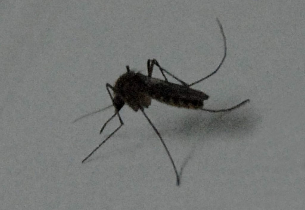 Reportan 2 casos sospechosos de dengue en Gómez Palacio