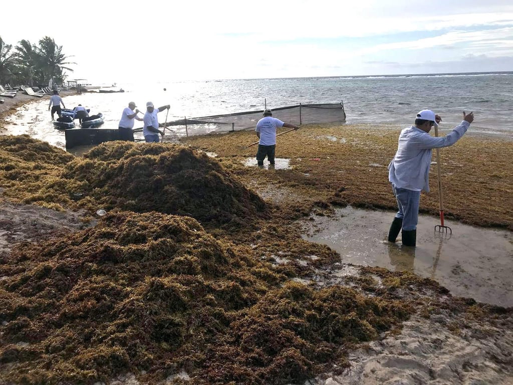 Retiran dos toneladas de algas en playas de Cancún en 45 días