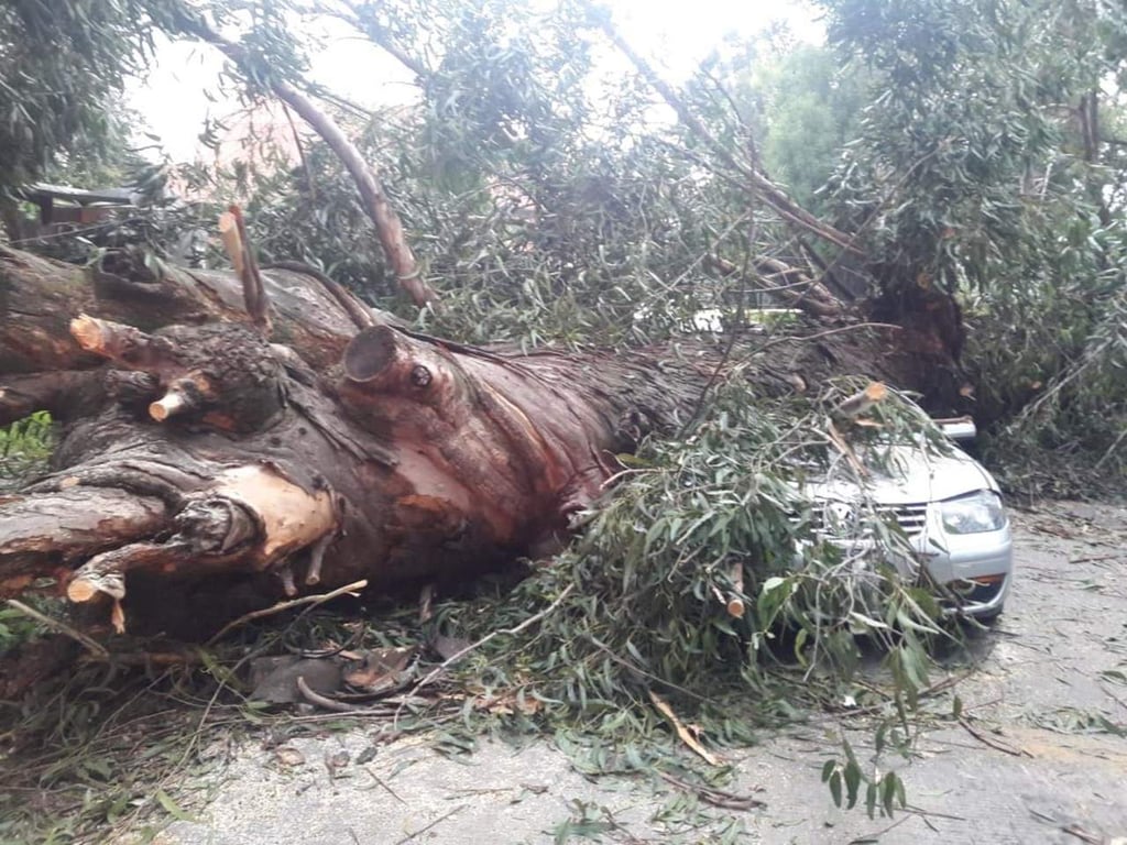 Mueren cuatro tras caída de árbol sobre automóvil en Naucalpan