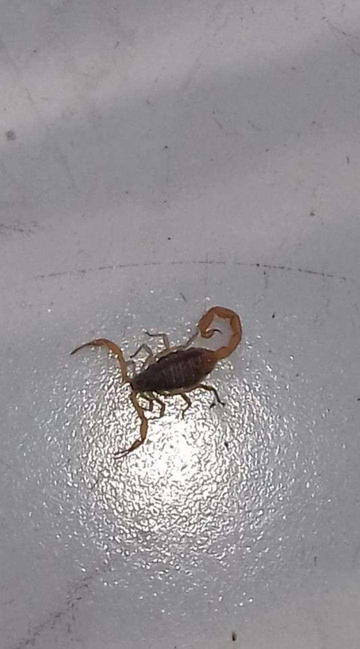 'Leche no anula efecto del veneno de alacrán'