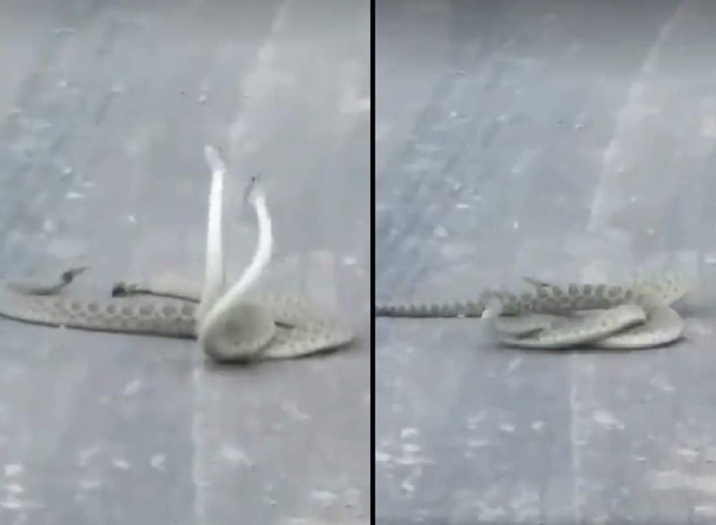 ¿Estas serpientes se están peleando o apareando?