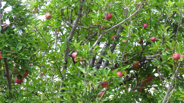 Producen manzana en 1,300 hectáreas